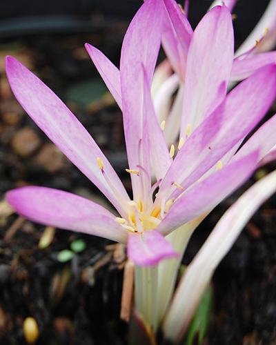 Colchicum cilicicum.jpg
